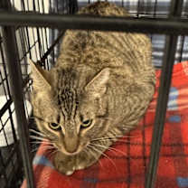 Thumbnail photo of Soffit #2