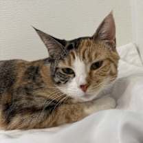 Thumbnail photo of Calliope #3