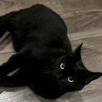 Thumbnail photo of Doja&Moomoo #3