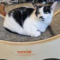 Thumbnail photo of Tommy #1