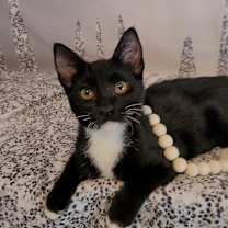 Thumbnail photo of CHANEL #1