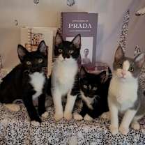 Thumbnail photo of CHANEL #3