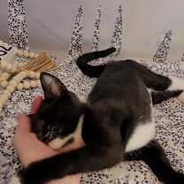 Thumbnail photo of CHANEL #4