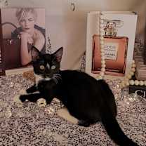 Thumbnail photo of TIFFANY #1