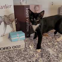 Thumbnail photo of TIFFANY #3