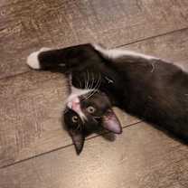 Thumbnail photo of GIORGIO #1