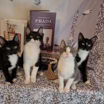 Thumbnail photo of GIORGIO #4