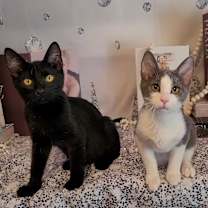 Thumbnail photo of BEEZLY #4