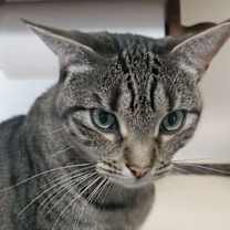 Thumbnail photo of Mochi #2