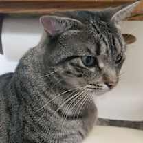 Thumbnail photo of Mochi #3