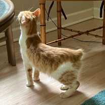 Thumbnail photo of Lucas #3