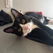 Thumbnail photo of zz 'Mickey' courtesy listing #1