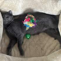 Thumbnail photo of Curly #2