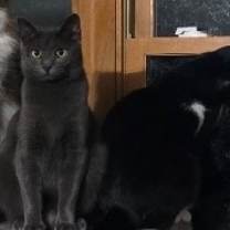 Thumbnail photo of Curly #3