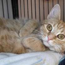 Thumbnail photo of Cheeto #1