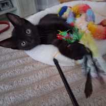 Thumbnail photo of Rodeo #1