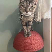 Thumbnail photo of Indie #4