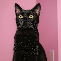 Thumbnail photo of Heidy Noir #1