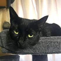 Thumbnail photo of Heidy Noir #2