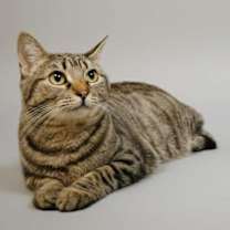 Thumbnail photo of Koko #2