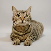 Thumbnail photo of Koko #3