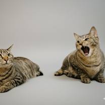 Thumbnail photo of Koko #4