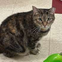 Thumbnail photo of Lizzy #3