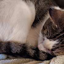 Thumbnail photo of Bella Lino #2