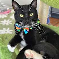 Thumbnail photo of Aspen *video* #1