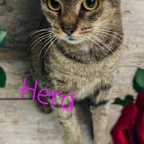 Thumbnail photo of Hera #1