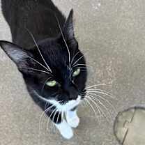 Thumbnail photo of Salem #3