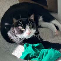 Thumbnail photo of Homer #1