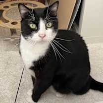 Thumbnail photo of Homer #2