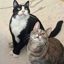 Thumbnail photo of Homer #3