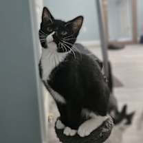 Thumbnail photo of Hera #1