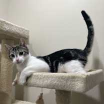 Thumbnail photo of Coyote aka Yoti #1