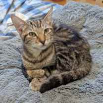 Thumbnail photo of Granite #2