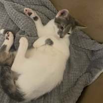 Thumbnail photo of Monroe #3