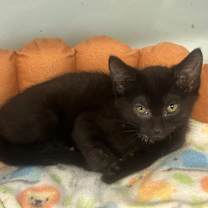 Thumbnail photo of Louis #3