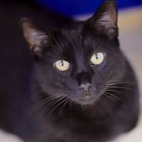 Thumbnail photo of Boo #1