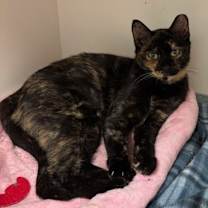 Thumbnail photo of Matilda #2