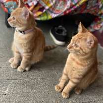 Thumbnail photo of Creek (bonded with Poppy) #3