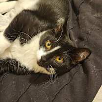 adopt-pet