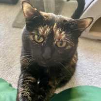 Thumbnail photo of Gemma #3