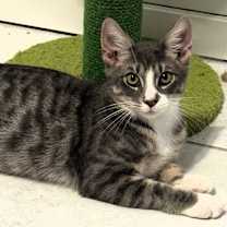 Thumbnail photo of Cassian #1