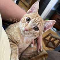 Thumbnail photo of Poppy (bonded with Creek) #1