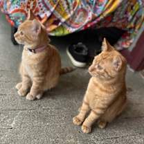 Thumbnail photo of Poppy (bonded with Creek) #2