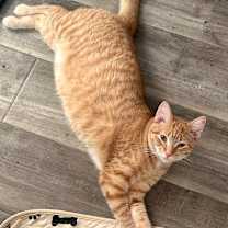 Thumbnail photo of Poppy (bonded with Creek) #4