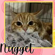 Thumbnail photo of Wendy's Spicy Chicken Nugget #2