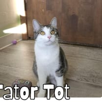 Thumbnail photo of Tator Tot #4